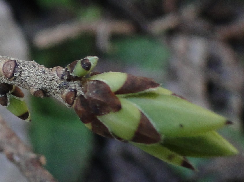 Daphne  mezereum, albina